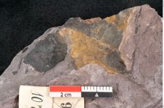 Foto (Detailansicht) von Noeggerathia palmaeformis Goeppert (NHMW-GEO-2024-0188-10750)